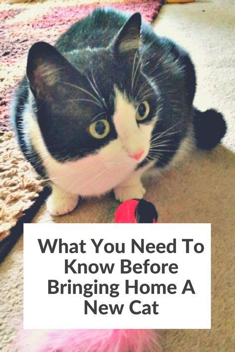 Know Your White Cat's Needs Before Bringing Them Home .